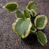 Hosta Riviera Sunset