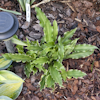 Hosta Roller Coaster Ride