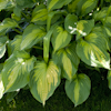 Hosta Roy Klehm