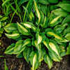 Hosta Striptease