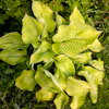 Hosta Zounds
