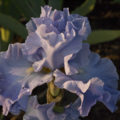 Iris Above the Clioud`s