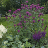 Monarda Purpuria