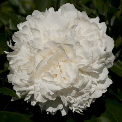 Paeonia A. E. Kundred