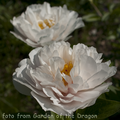 Paeonia Blushing Princess