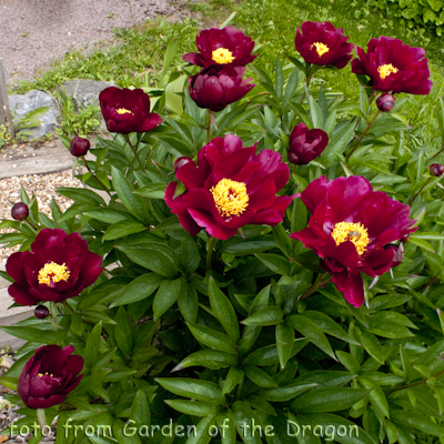 Paeonia Burnished Bronze