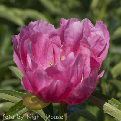Paeonia Feerie