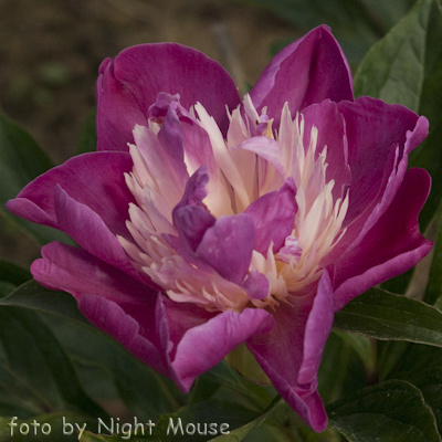 Paeonia Gay Paree