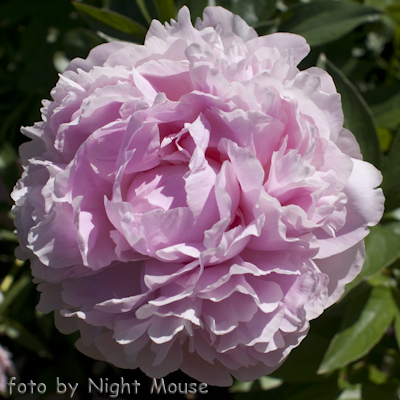Paeonia Lady Orchid