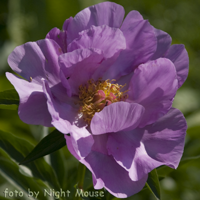 Paeonia Novost Altaja