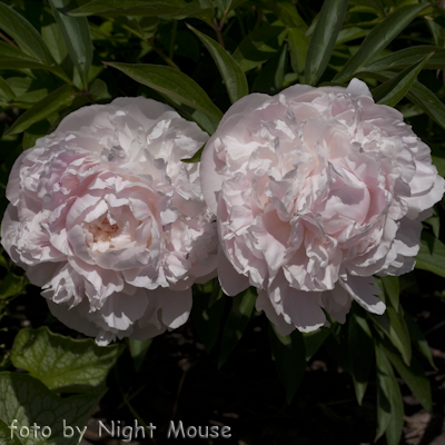 Paeonia Ramona Lins