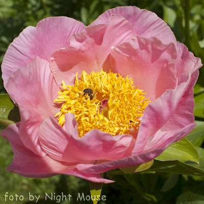 Paeonia Sugar n`Spice