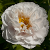 Paeonia Blushing Princess