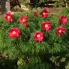 Paeonia Earlybird