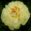 Paeonia Lemon Chiffon