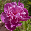 Paeonia Linda`s Dream