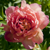 Paeonia Magical Mystery Tour