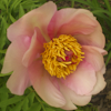 Paeonia Nosegay