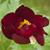 Paeonia Sonoma Velvet Ruby