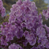 Phlox Miss Kelly