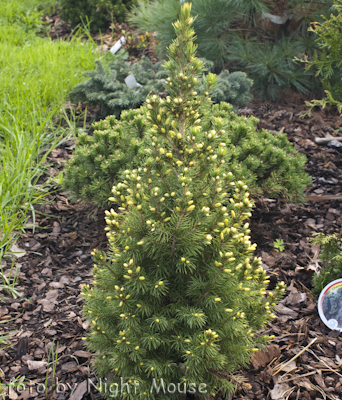 Picea Maigold