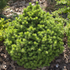 Picea Tompa