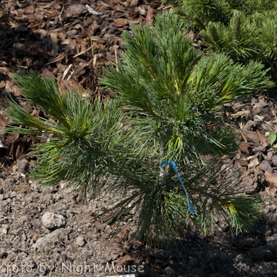 Pinus Raubold