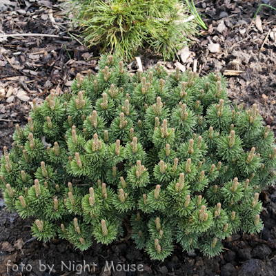 Pinus Sherwood Compact