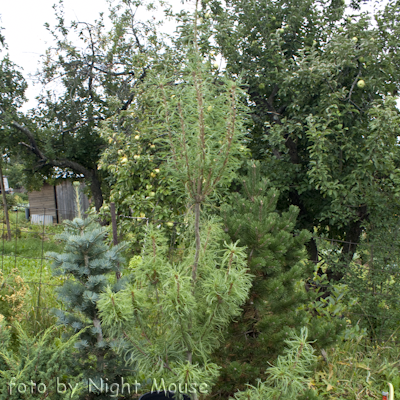 Pinus Totulosa