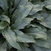 Pulmonaria Majestie