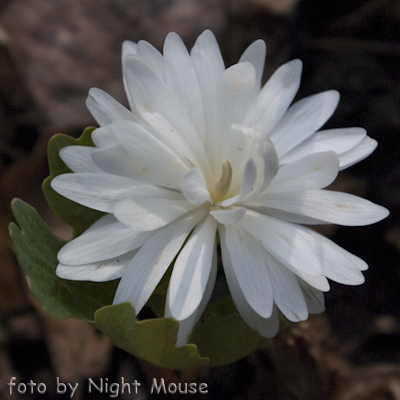 Sanguinaria Flore pleno