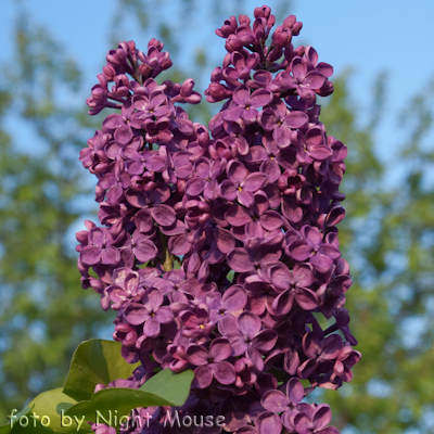 Syringa Andenken an Ludwig Spath
