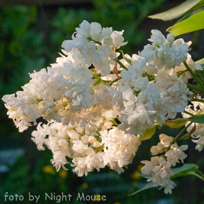 Syringa Souvenir d`Alice Harding