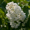 Syringa Mme Florent Stepmann