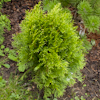 Thuja